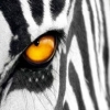 chees_8OTTO8