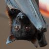 bepistrello