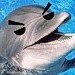 delfino furioso