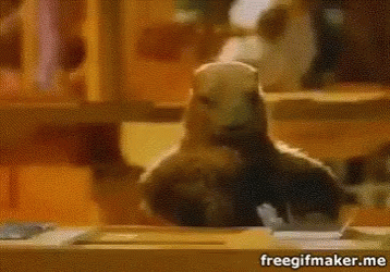 marmot-marmota.gif.56b87f7b9e93ad4c2d3000ff5faf9ef3.gif